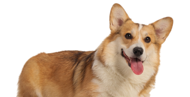 Pet Graphic