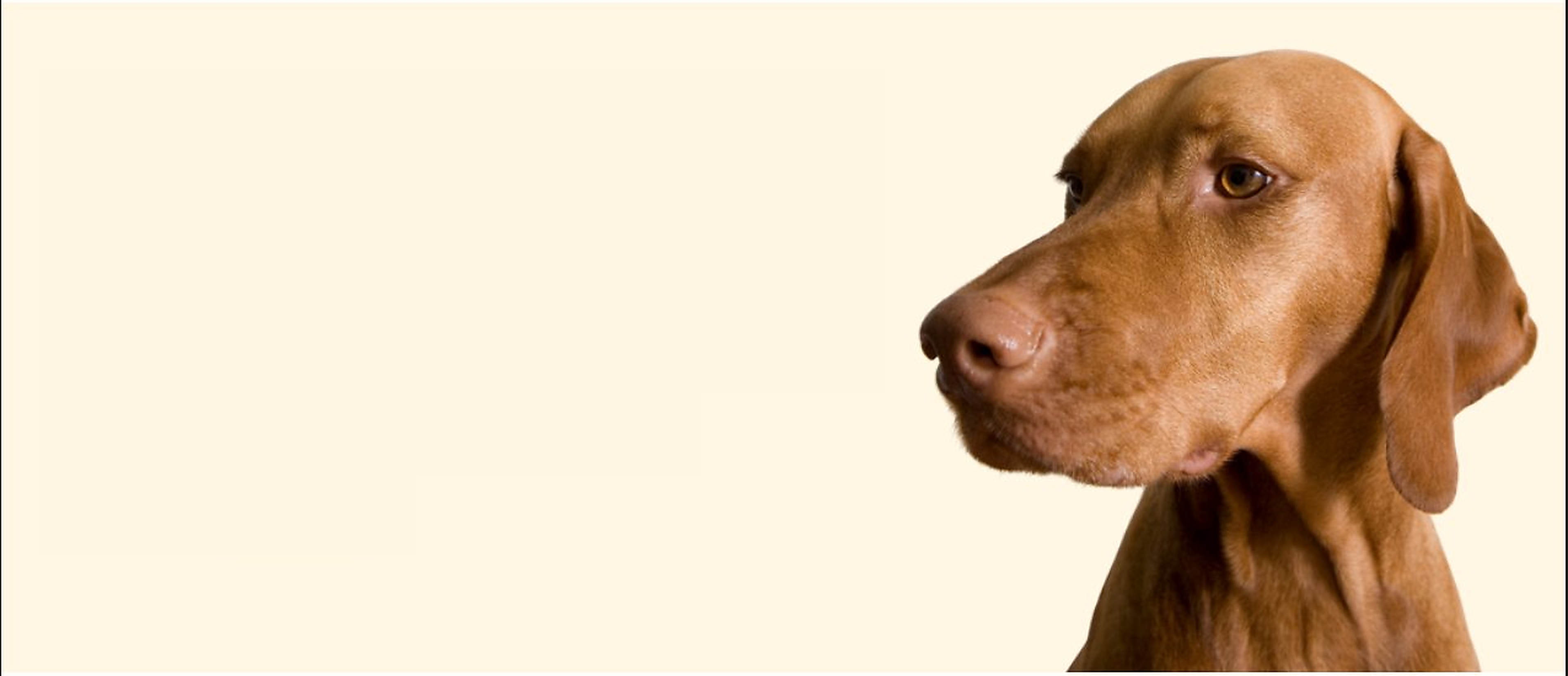 Made For Pets, <br> Chosen by Pets